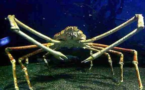 世界上最大的螃蟹(世界上最大的螃蟹视频)