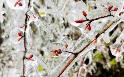 春天会下雪吗(春天下雪说说感言)