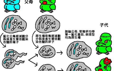 牡丹鹦鹉繁殖(牡丹鹦鹉繁殖注意事项)