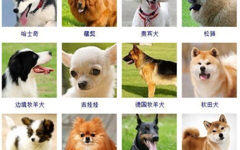 狗的品种及图片()