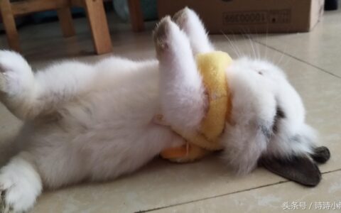 兔子睡觉姿势(兔子最喜欢主人摸它哪里?)