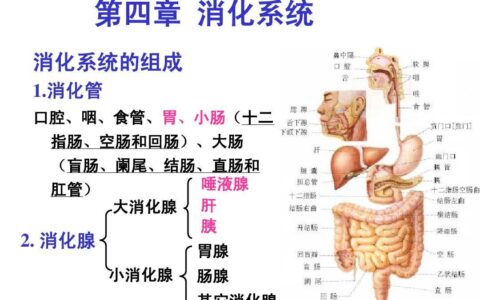 胰腺的位置结构图(痛了三个月才查出胰腺问题)