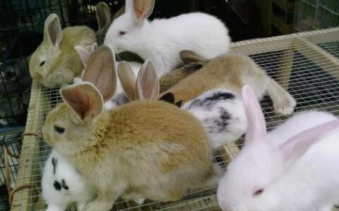 兔子养殖技术(养兔子的利润怎么样)