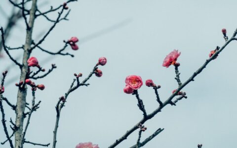 与梅花有关的诗句(和梅花有关的诗句古诗)