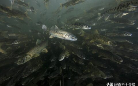 青海湖的鱼(青海人为什么不吃湟鱼)