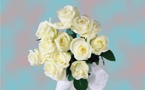 白玫瑰的花语是什么(白玫瑰的四种花语)