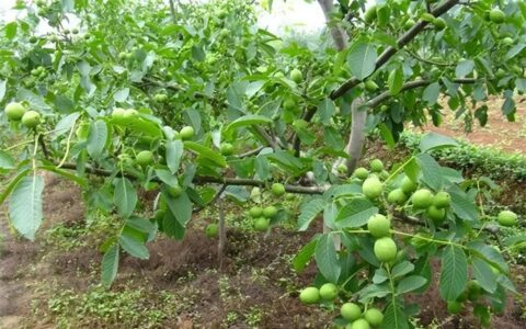 白芨多少钱一斤(白芨鲜品多少钱一斤)