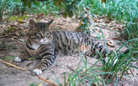 宠物猫的品种(猫咪大全介绍品种)