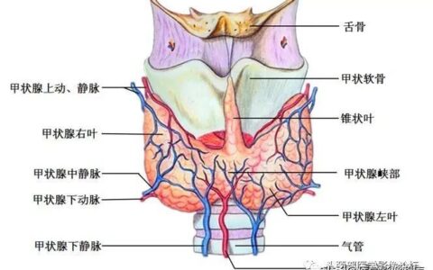 甲状腺在哪个位置图片(得了甲状腺会有什么症状)