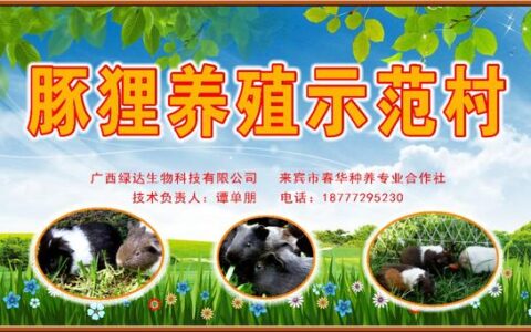 荷兰猪怎么分公母(荷兰猪公母可以放在一起养吗)