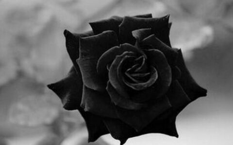 黑玫瑰花语(花语是压抑绝望的花)