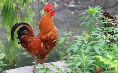 属鸡的和什么属相最配(93年属鸡的女最佳婚配表)