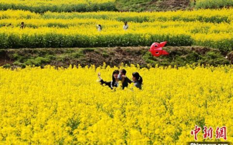 汉中油菜花(汉中油菜花海图片)