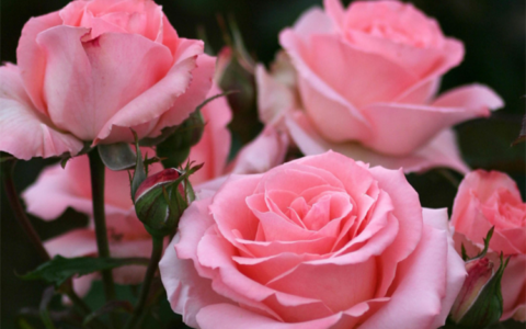 粉玫瑰花语(11朵粉玫瑰)