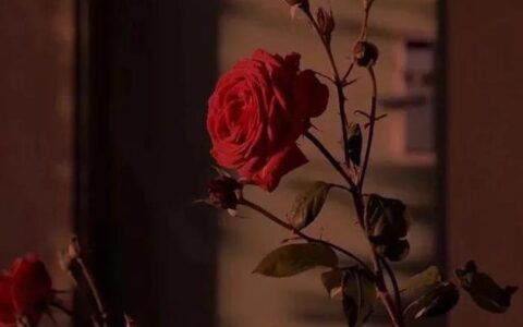 红色玫瑰花代表什么意思(七朵红色玫瑰花代表什么意思)