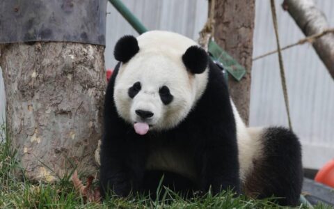 卧龙大熊猫自然保护区在哪里(卧龙大熊猫自然保护区门票)