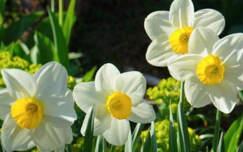 水仙花种子如何种植视频(水仙花种子如何种植的)