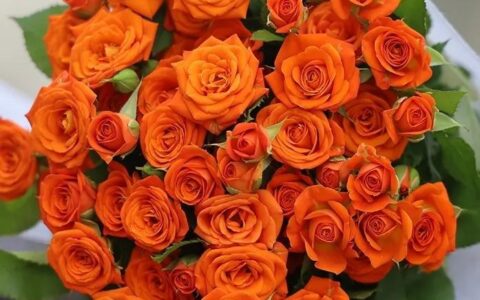 橙色玫瑰的花语是什么意思(橙色玫瑰的花语友情)