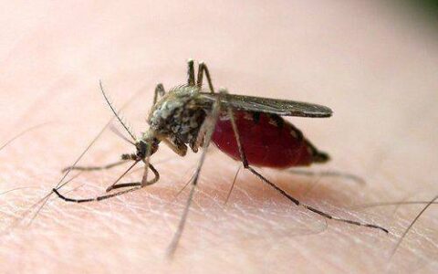 蚊子为什么吸血还要放毒(蚊子为什么吸血?)