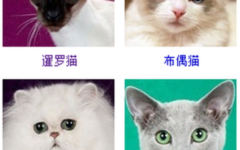 猫有多少品种大全(猫品种大全100种图片)