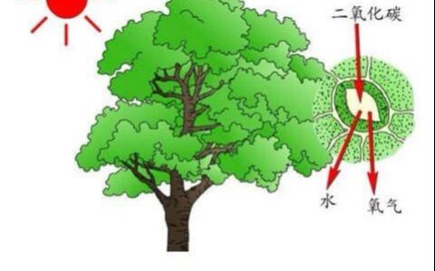 光合作用总反应式高中生物(光合作用总反应式子)