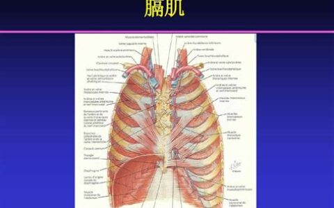 髂腰肌位置图片真人(髂腰肌位置图片 解剖图)