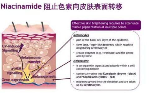 烟酰胺的功效与作用对皮肤的作用(烟酰胺的功效与作用可以祛斑吗)