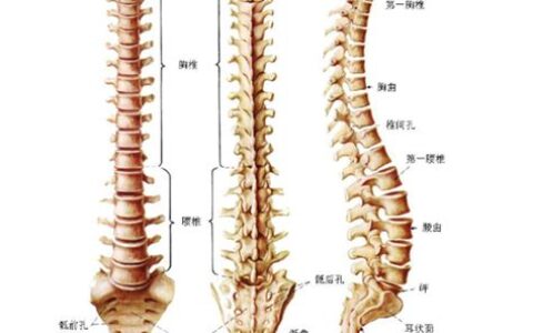 人体颈椎结构图位置(人体颈椎结构图骨骼结构图)