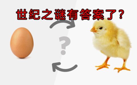 先有鸡先有蛋最佳答案 正确(先有鸡先有蛋最佳答案(200字))