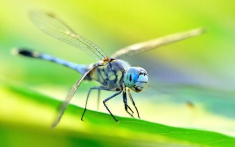 蜻蜓的眼睛有什么特别之处(蜻蜓的眼睛有什么特别的)