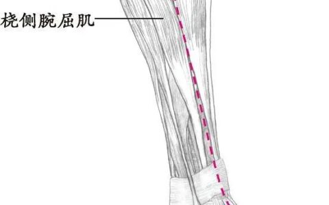大腿外侧的经络图解(大腿外侧的经络图对应的)
