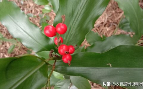 野生山姜子的图片(山姜子的图片药名)