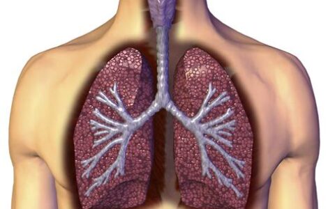 肺在身体哪个位置图片(肺在身体哪个位置左边还是右边)