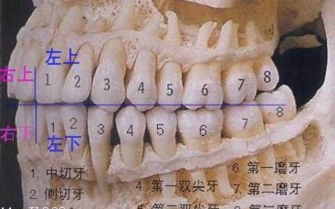 一共有多少颗牙齿(小孩一共有多少颗牙)