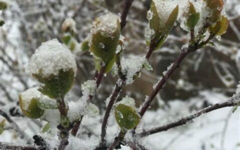 7月下雪必有冤情(7月下雪的国家)