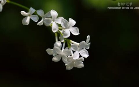 丁香空结雨中愁的上一句(丁香空结雨中愁是什么意思)