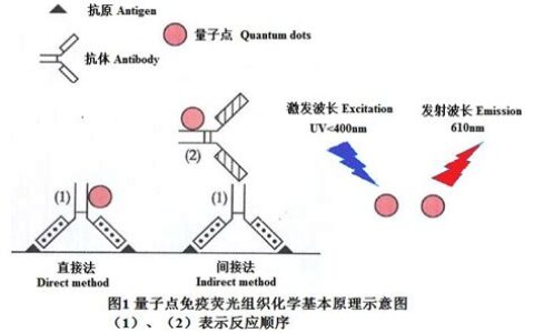 荧光探针的原理(荧光探针对人体有毒吗)