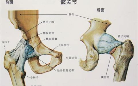 髋关节内旋外旋动作图(髋关节内旋的肌肉是)