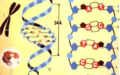 dna分子的结构是什么结构(DNA的四种组成单位)