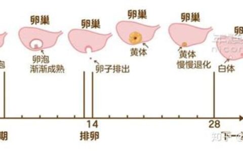 女生为什么会黄体破裂(为什么会黄体破裂出血)