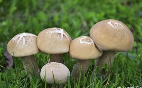蘑菇是分解者吗为什么(朽木上的蘑菇是分解者吗)