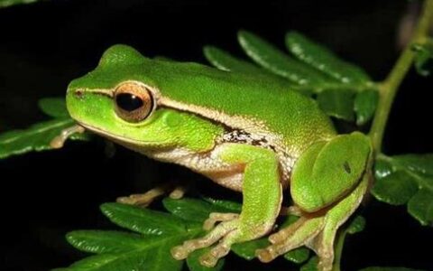 绿色的青蛙叫什么()