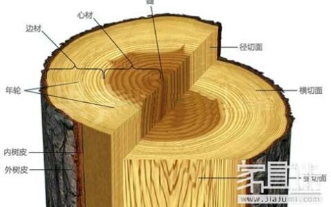 树根的结构名称图解(树根的结构分解图)