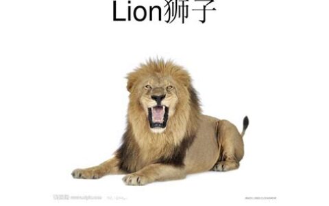 狮子的英文怎么读怎么写(狮子的英文怎么读lion)