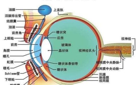 眼睛解剖图高清图片(眼睛解剖图手绘)