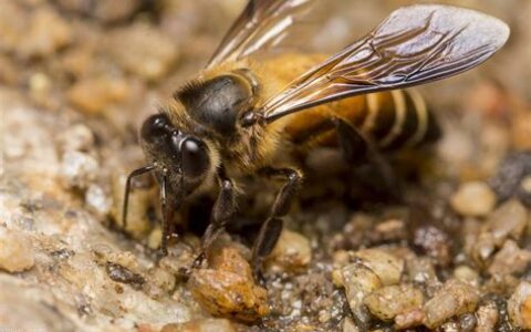 夏天蜂箱降温方法视频(夏天蜂箱降温方法图片)