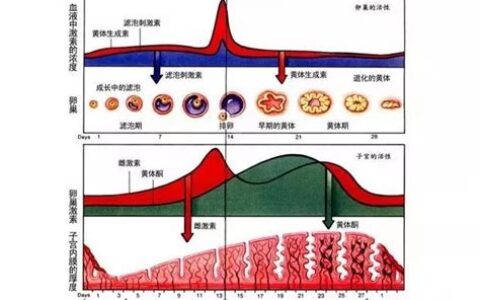 子宫内膜太厚了有什么危害(子宫内膜太厚会影响怀孕吗)