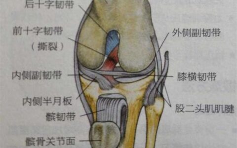 膝盖结构图(膝盖结构图解剖图图片)